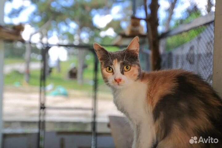 Красотка Руди