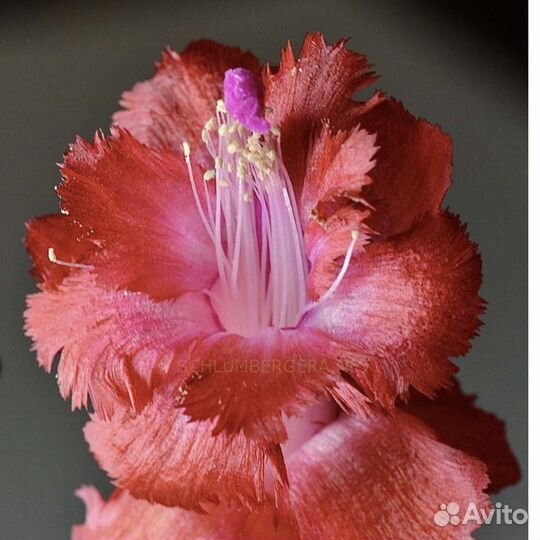 Laranja Dobrada, махровый декабрист