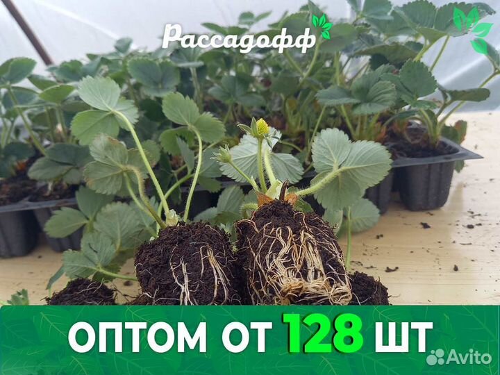 Рассада клубники. Крупная ягода