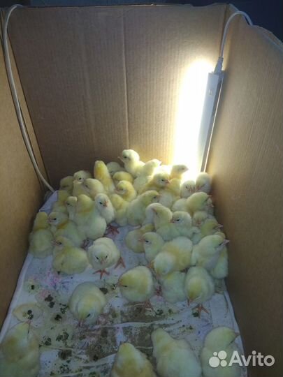 Цыплята бройлер