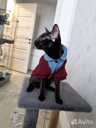 Ориентальный кот