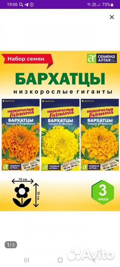 Рассада бархатцев