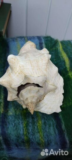 Большая морская раковина