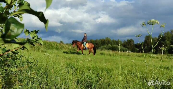 Лошадь в аренду