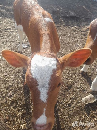 Телята телочки