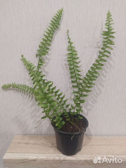 Папоротник нефролепис