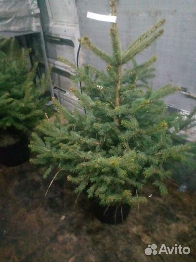 Ель голубая сорт: Эрих Фрам.Ель зелёная