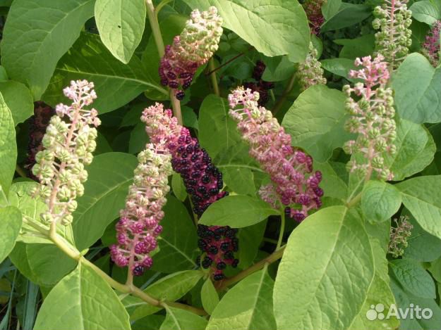 Лаконос фитолака