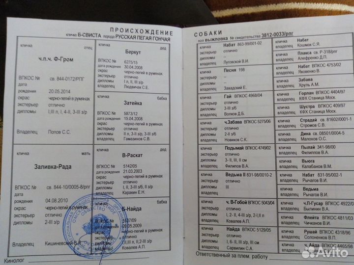 Щенки русской пегой гончей