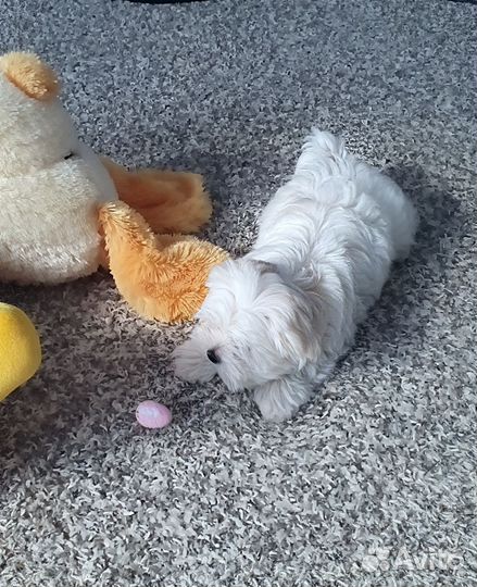 Щенки Мальтезе