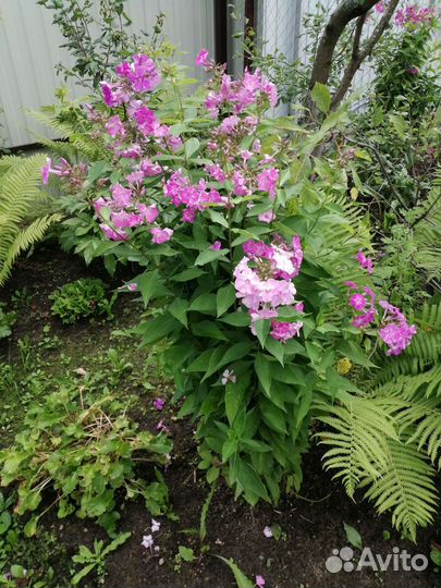 Флоксы многолетние, очиток