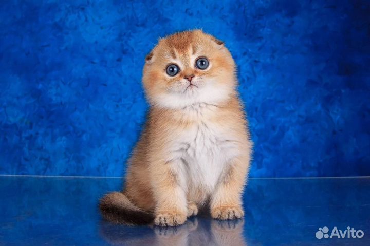 Фотосессия с котятами, маркетплейсы, скоттиш фолд