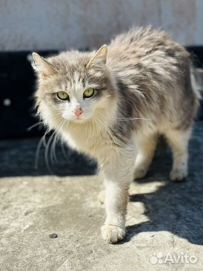 Кошка в добрые руки