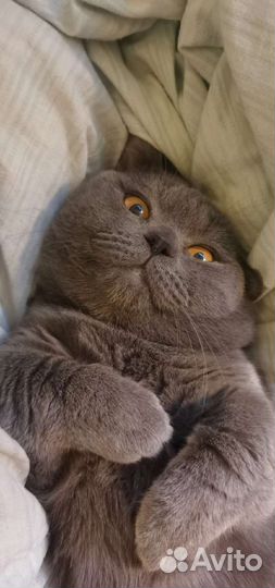 Зооняня,догситтер,выгул собак