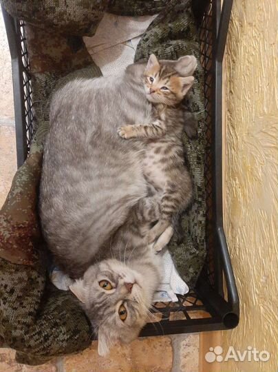 Отдам вислоухого котенка в хорошие руки