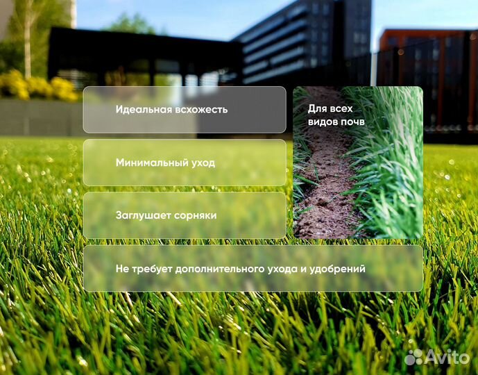 Семена газонных трав Карликовая
