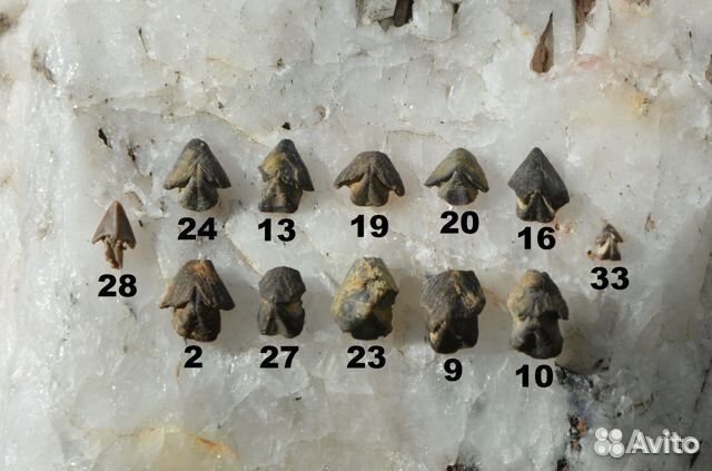 Аммониты и ринхолиты (