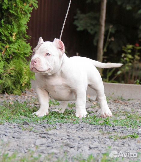 Американский булли экзот