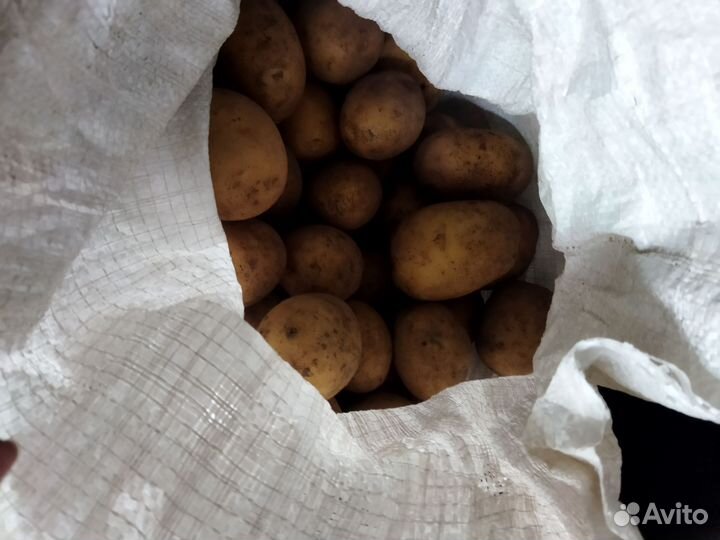 Продам картофель