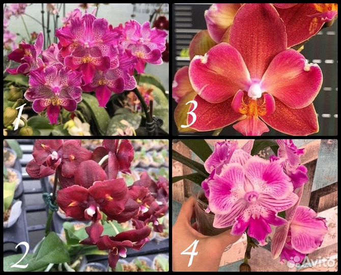 Комнатные растения цветы