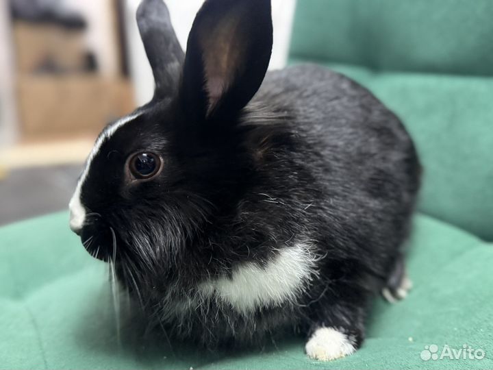 Декоративные кролики девочка