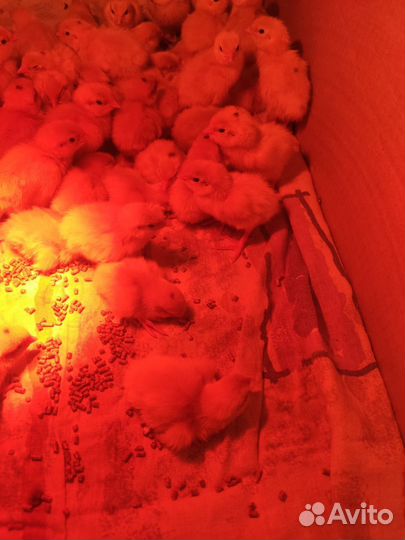 Суточные перепелята