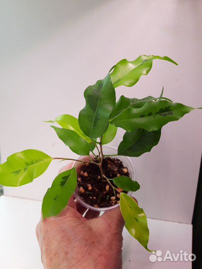 Комнатные, разные