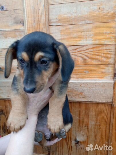 Щенок от маленькой собачки