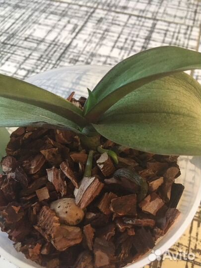 Орхидея фаленопсис Мультифлора мини Horngli Vicky