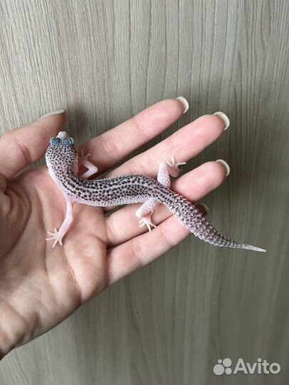 Эублефар Total Eclipse