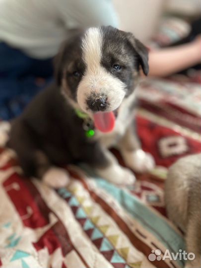 Домашние животные