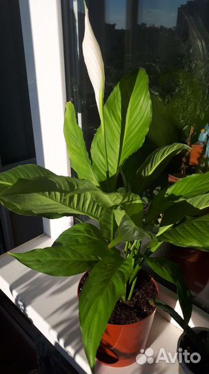 Спатифилум, Фиалка, Алое-вера, Мята, Крассула)