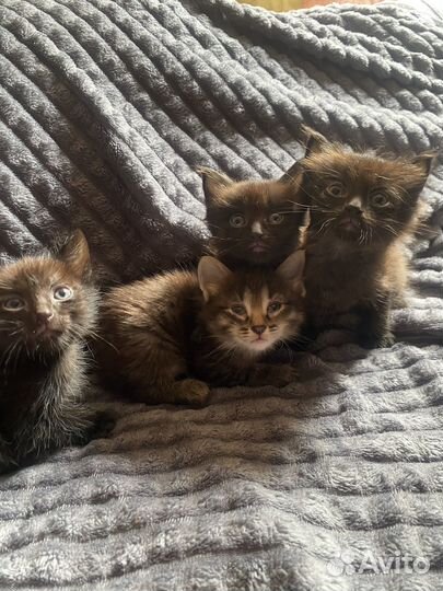 Отдам котенка в добрые руки