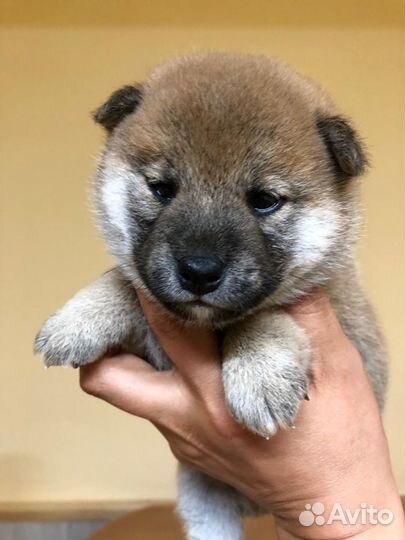 Вязка Сиба кобель 6 лет. г. Пермь