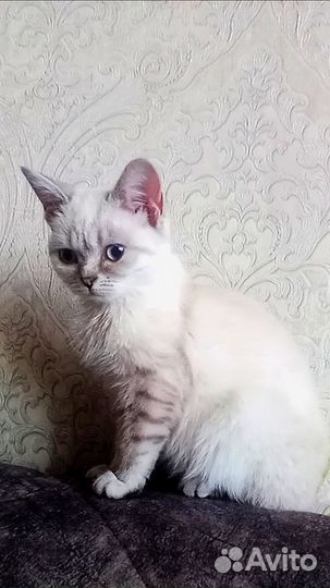 Шотландские вислоухие, прямоухие(фолды и страйты)