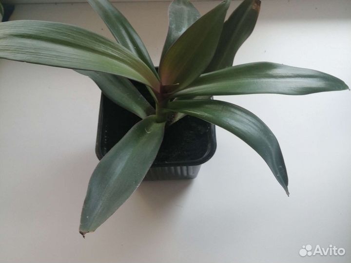 Традесканция рео