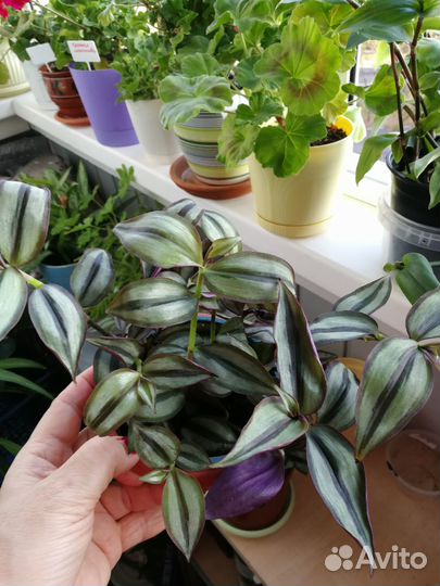 Традесканция Зебрина