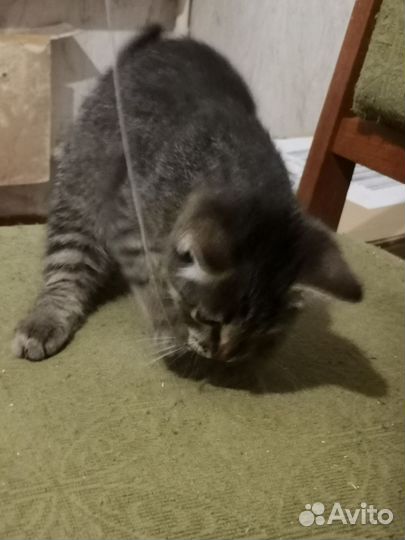 Котенок ищет дом