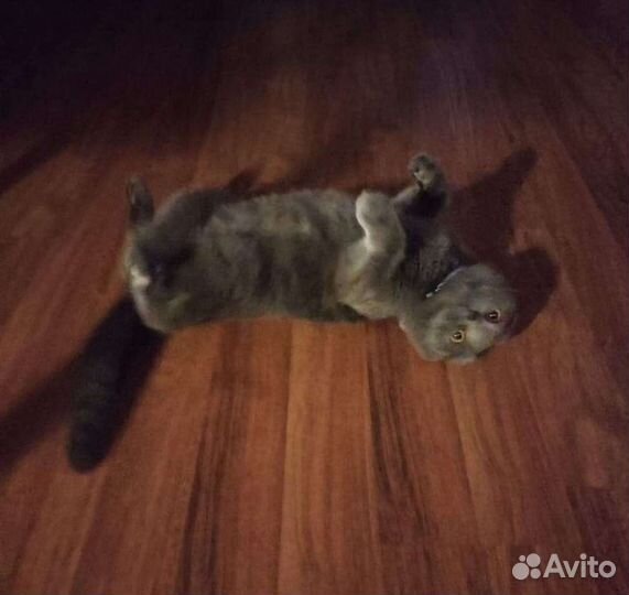 Британский вислоухий, кот бесплатно