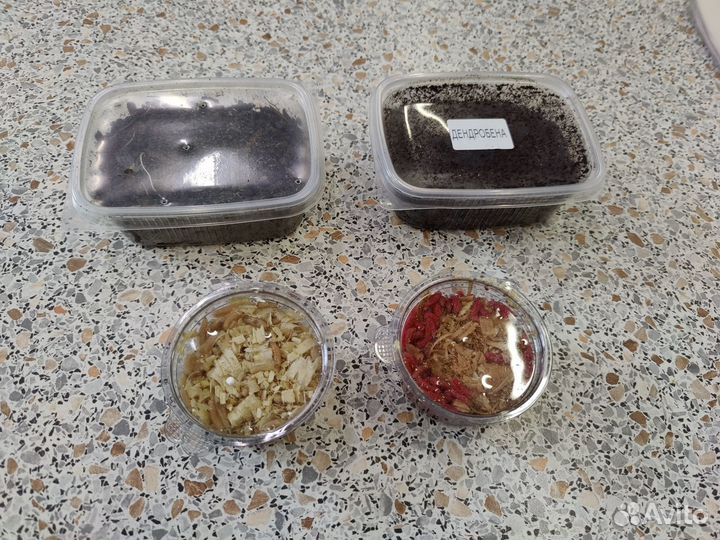 Живые насадки для рыбалки (червь, опарыш)