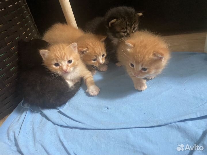 Котята бесплатно