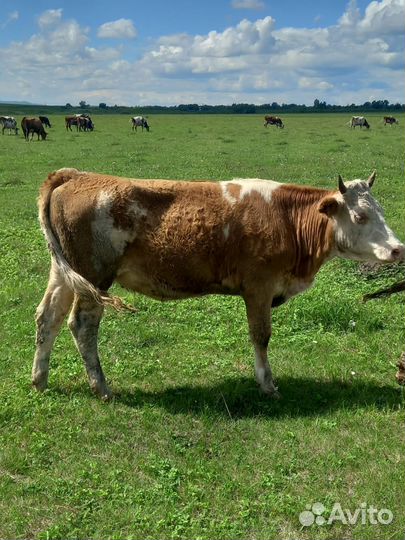 Два бычка четыре телочки