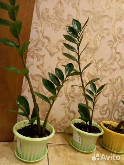 Замиокулькас