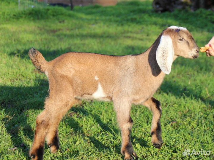Продажа козлят