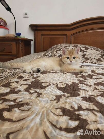 Британская