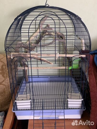 Попугай корелла с клеткой ручной