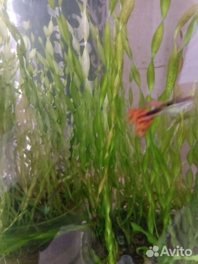 Водросли валиснерия для аквариума,рыбки гуппи