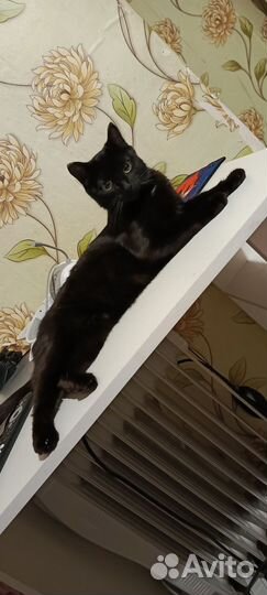 Кошка в дар бесплатно