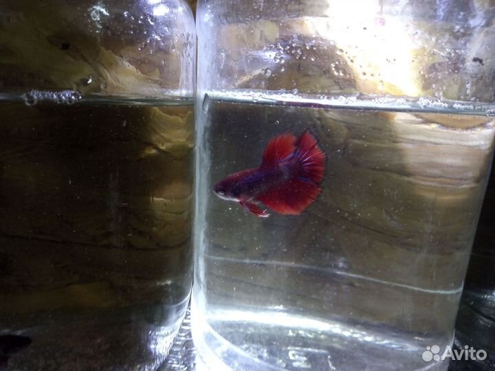 Аквариумные рыбки петушок, гуппи, тернеция