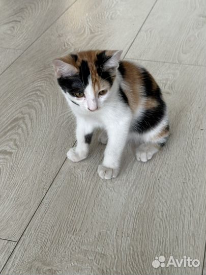 Котенок